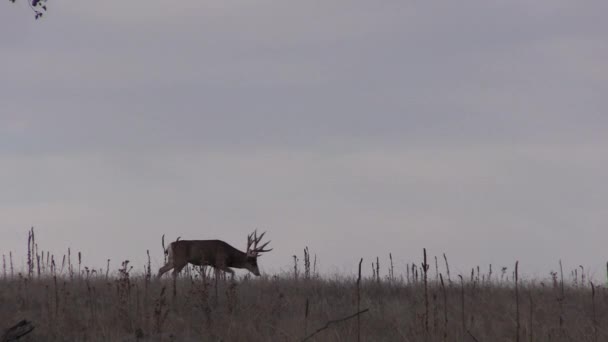 Miły Muł Jeleń Buck Kolorado Podczas Jesiennej Rutyny — Wideo stockowe