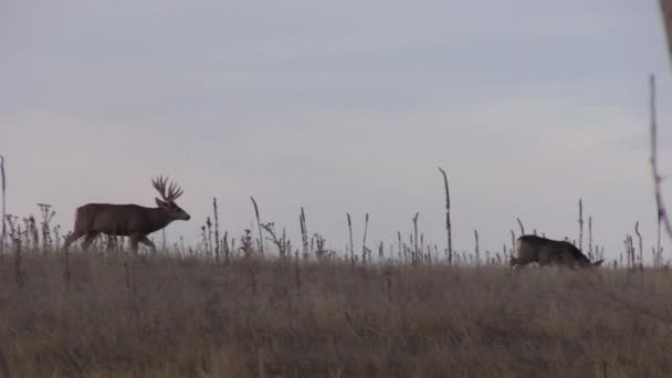 un beau cerf mulet buck dans le Colorado pendant l'ornière d'automne 