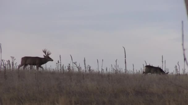 Miły Muł Jeleń Buck Kolorado Podczas Jesiennej Rutyny — Wideo stockowe