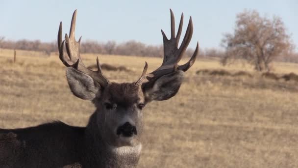 Een Mooie Ezelhertenbok Colorado Tijdens Herfstsleur — Stockvideo