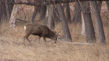 a nice mule deer buck in Colorado during the fall rut