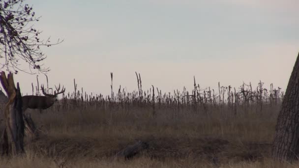 Nice Mule Deer Buck Colorado Fall Rut — Stock Video