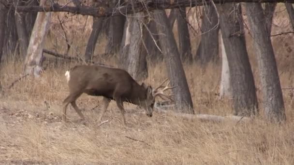 un beau cerf mulet buck dans le Colorado pendant l'ornière d'automne 