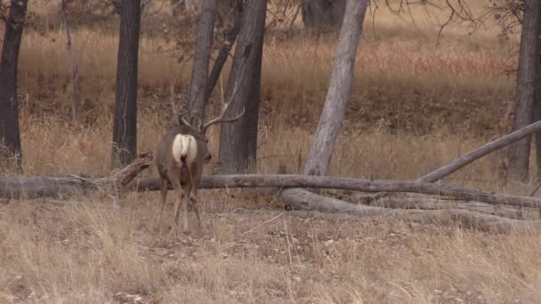 Nice Mule Deer Buck Colorado Fall Rut — Stock Video