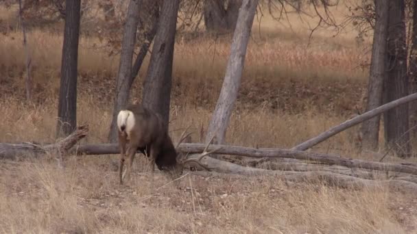 Een Mooie Ezelhertenbok Colorado Tijdens Herfstsleur — Stockvideo