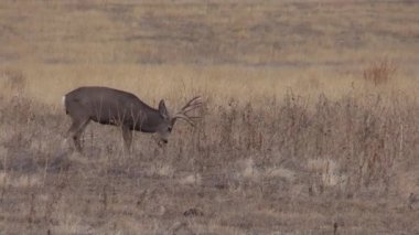 a nice mule deer buck in Colorado during the fall rut