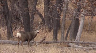 a nice mule deer buck in Colorado during the fall rut