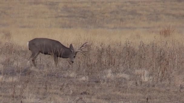 Ein Netter Maultierhirschbock Colorado Während Der Herbsttracht — Stockvideo