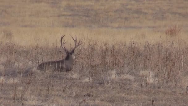 Buen Ciervo Mula Colorado Durante Rutina Otoño — Vídeos de Stock