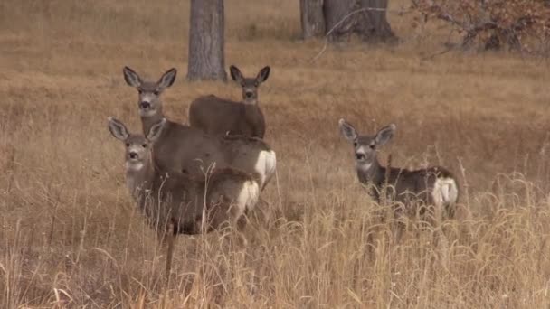 Ein Netter Maultierhirschbock Colorado Während Der Herbsttracht — Stockvideo