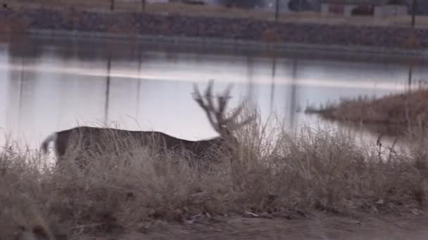 Een Mooie Ezelhertenbok Colorado Tijdens Herfstsleur — Stockvideo