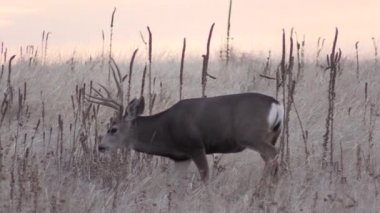 a nice mule deer buck in Colorado during the fall rut