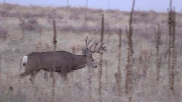 Nice Mule Deer Buck Colorado Fall Rut — ストック動画