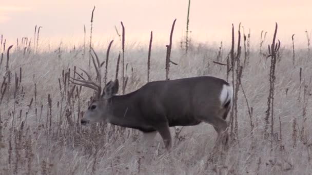 Nice Mule Deer Buck Colorado Fall Rut — ストック動画