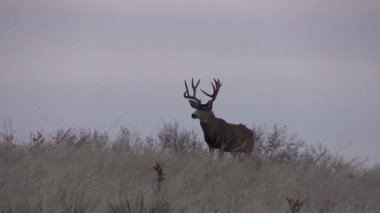 a nice mule deer buck in Colorado during the fall rut