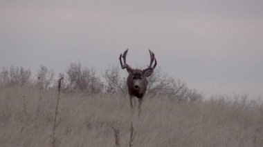 a nice mule deer buck in Colorado during the fall rut
