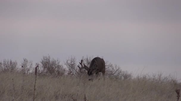 Nice Mule Deer Buck Colorado Fall Rut — 图库视频影像