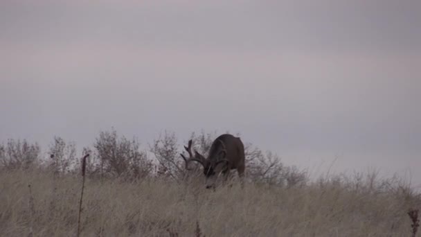 Een Mooie Ezelhertenbok Colorado Tijdens Herfstsleur — Stockvideo