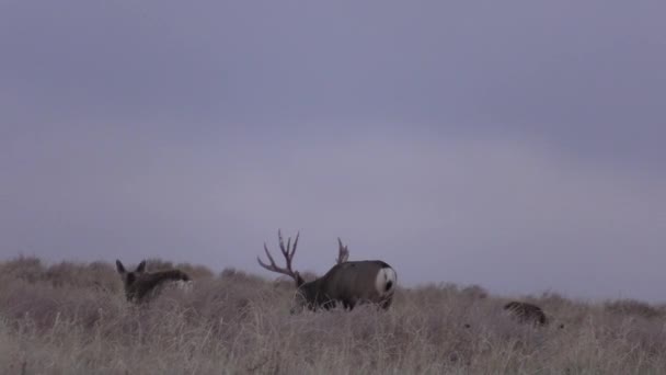 un beau cerf mulet buck dans le Colorado pendant l'ornière d'automne 
