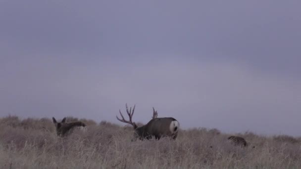 Beau Cerf Mulet Buck Dans Colorado Pendant Ornière Automne — Video