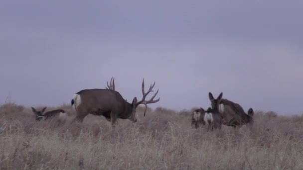 Ein Netter Maultierhirschbock Colorado Während Der Herbsttracht — Stockvideo