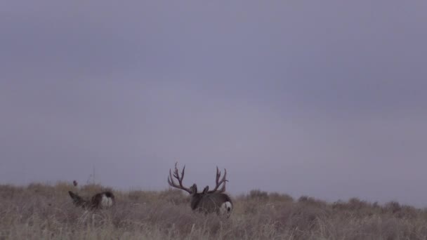 Een Mooie Ezelhertenbok Colorado Tijdens Herfstsleur — Stockvideo