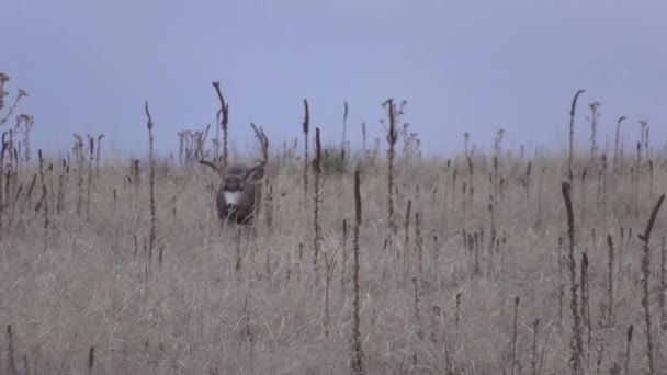 un beau cerf mulet buck dans le Colorado pendant l'ornière d'automne 