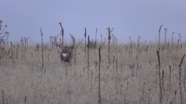 Nice Mule Deer Buck Colorado Fall Rut — Stockvideo
