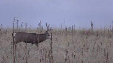 a nice mule deer buck in Colorado during the fall rut