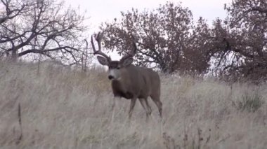 a nice mule deer buck in Colorado during the fall rut
