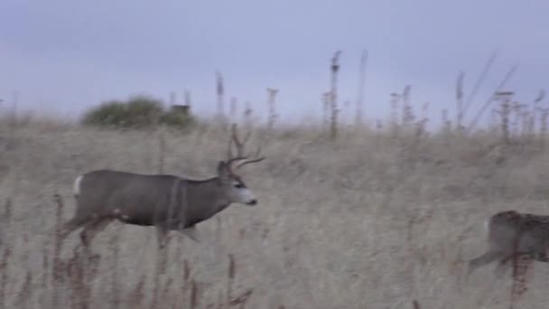Miły Muł Jeleń Buck Kolorado Podczas Jesiennej Rutyny — Wideo stockowe