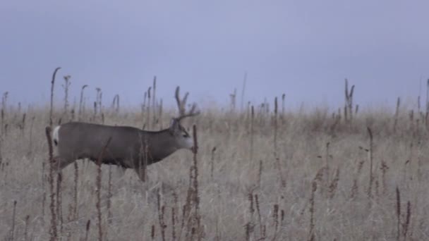 un beau cerf mulet buck dans le Colorado pendant l'ornière d'automne 