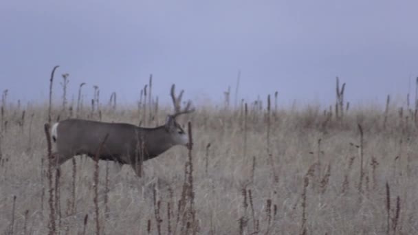 Nice Mule Deer Buck Colorado Fall Rut — 图库视频影像