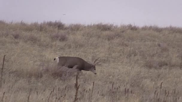 Beau Cerf Mulet Buck Dans Colorado Pendant Ornière Automne — Video