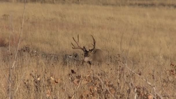 Nice Mule Deer Buck Colorado Fall Rut — 비디오