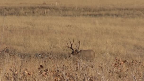 un beau cerf mulet buck dans le Colorado pendant l'ornière d'automne 