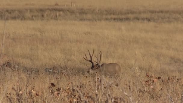 Beau Cerf Mulet Buck Dans Colorado Pendant Ornière Automne — Video