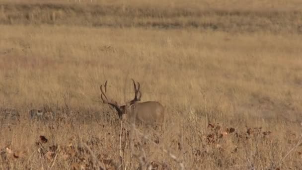 un beau cerf mulet buck dans le Colorado pendant l'ornière d'automne 