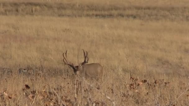 Nice Mule Deer Buck Colorado Fall Rut — ストック動画