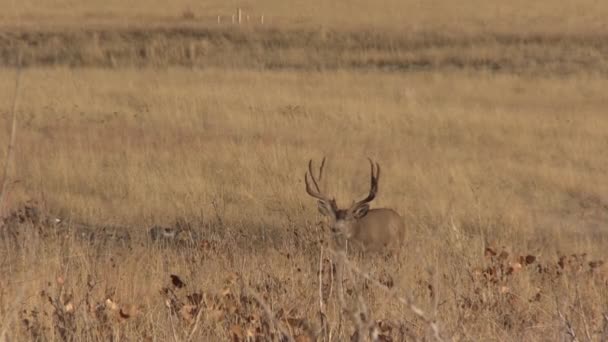 Bel Mulo Cervo Dollaro Colorado Durante Carreggiata Autunnale — Video Stock