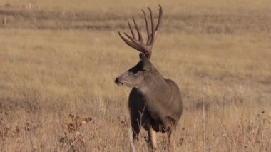 a nice mule deer buck in Colorado during the fall rut