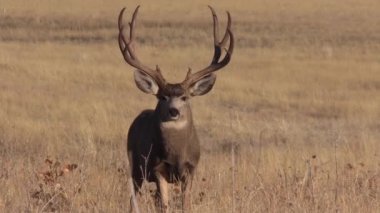 a nice mule deer buck in Colorado during the fall rut