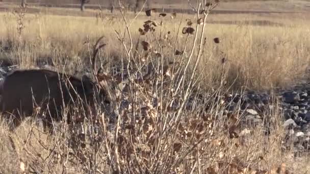 Een Mooie Ezelhertenbok Colorado Tijdens Herfstsleur — Stockvideo