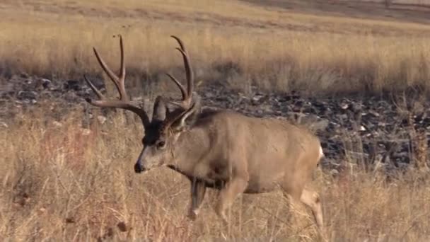 Miły Muł Jeleń Buck Kolorado Podczas Jesiennej Rutyny — Wideo stockowe