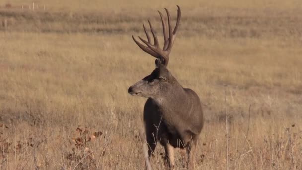 Nice Mule Deer Buck Colorado Fall Rut — ストック動画