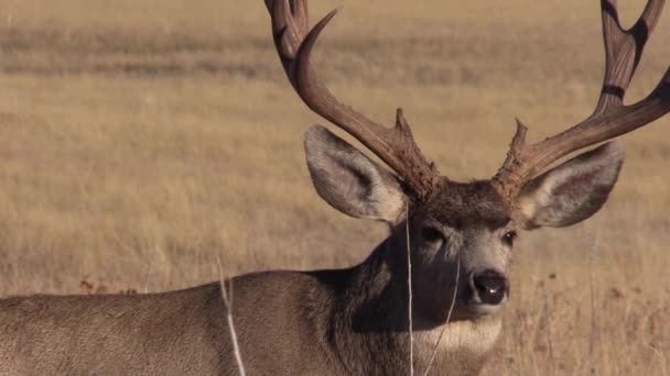 Een Mooie Ezelhertenbok Colorado Tijdens Herfstsleur — Stockvideo