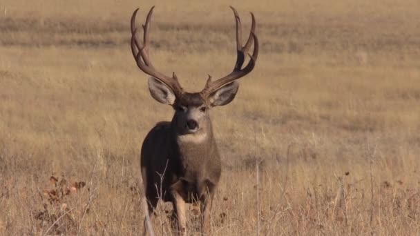 pěkný jelení jelen v Coloradu během podzimního období