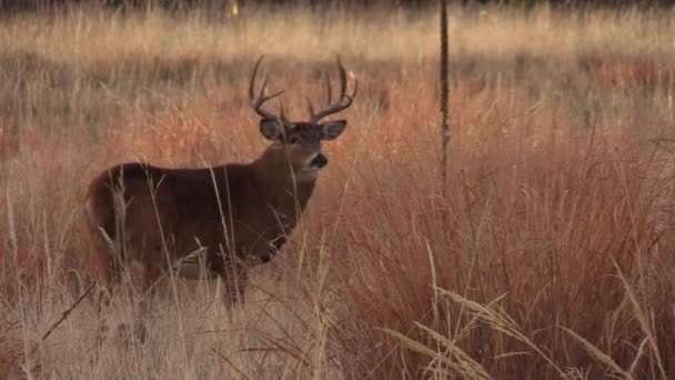 Veado Buck Whitetail Colorado Rotina Outono — Vídeo de Stock