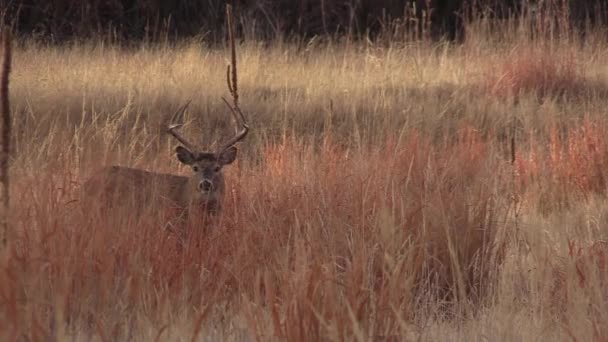 Ein Bock Weißnagel Hirsch Colorado Herbst Trat — Stockvideo