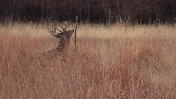 Buck Whitetail Deer Colorado Fall Rut — Stock Video